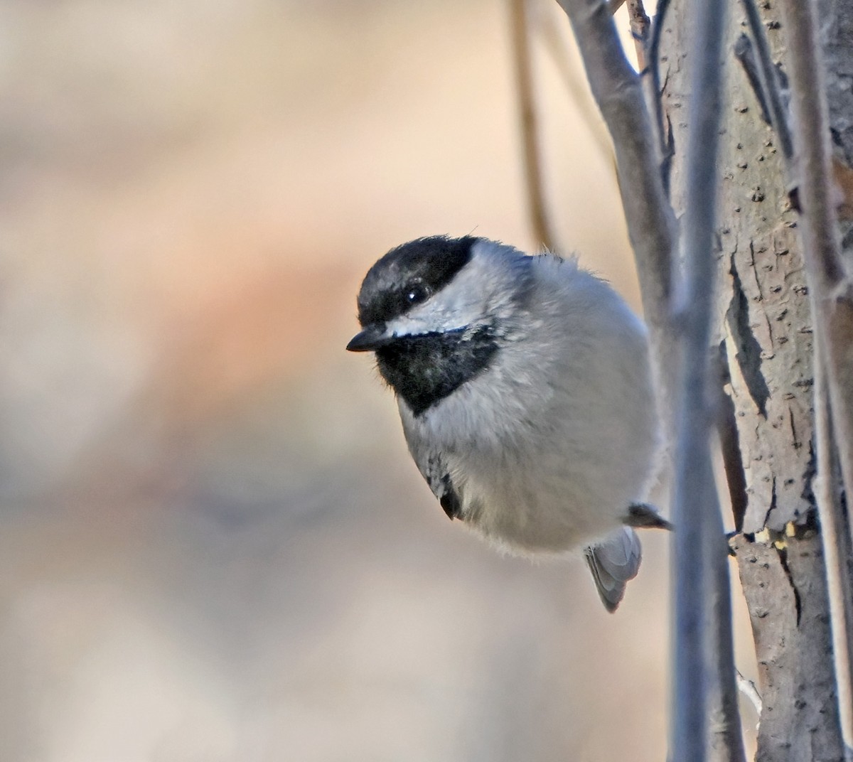 Carolinameise - ML647798419