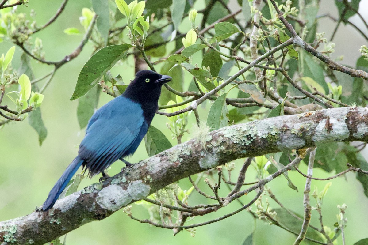 Hartlaubblaurabe - ML647798422