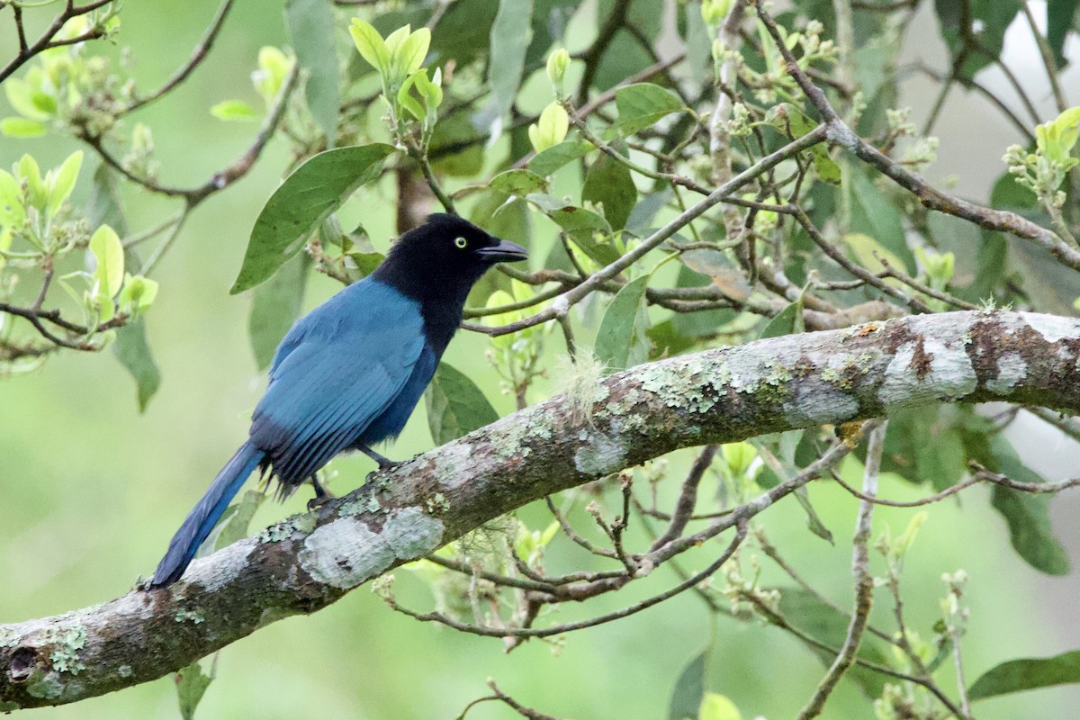 Hartlaubblaurabe - ML647798424