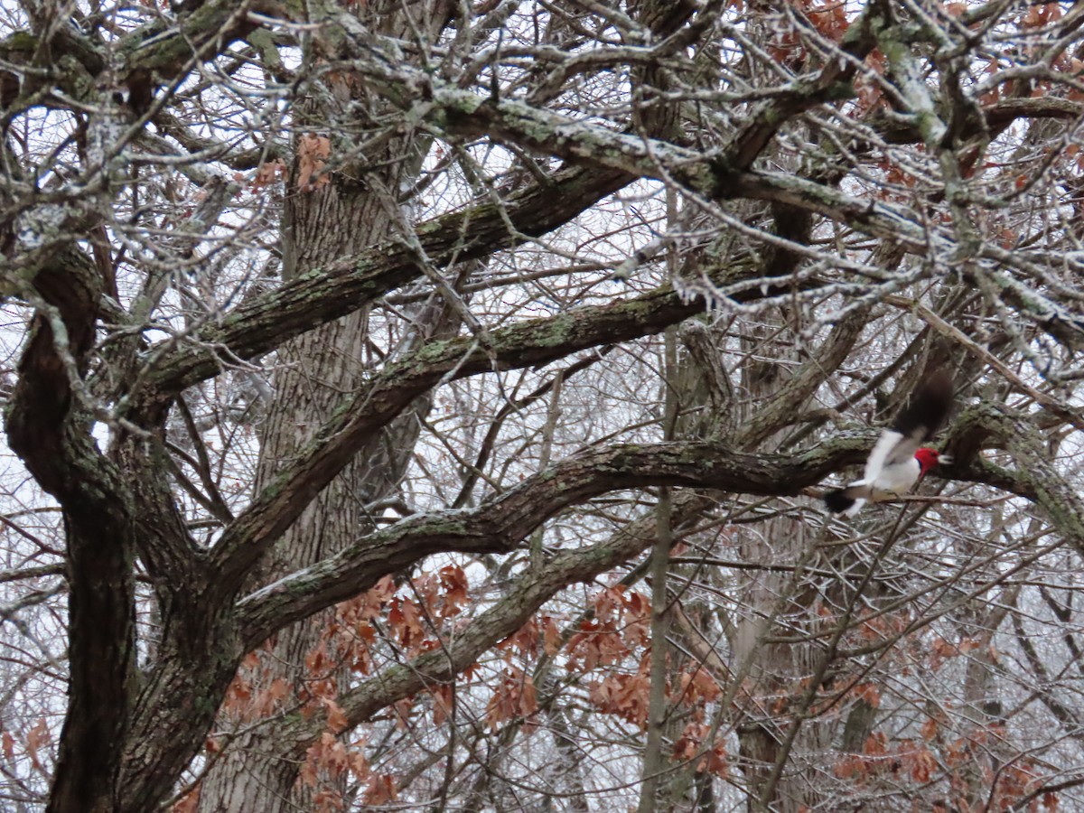 Rotkopfspecht - ML647798430