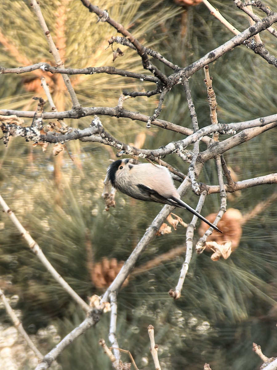 Silberkehl-Schwanzmeise - ML647798431