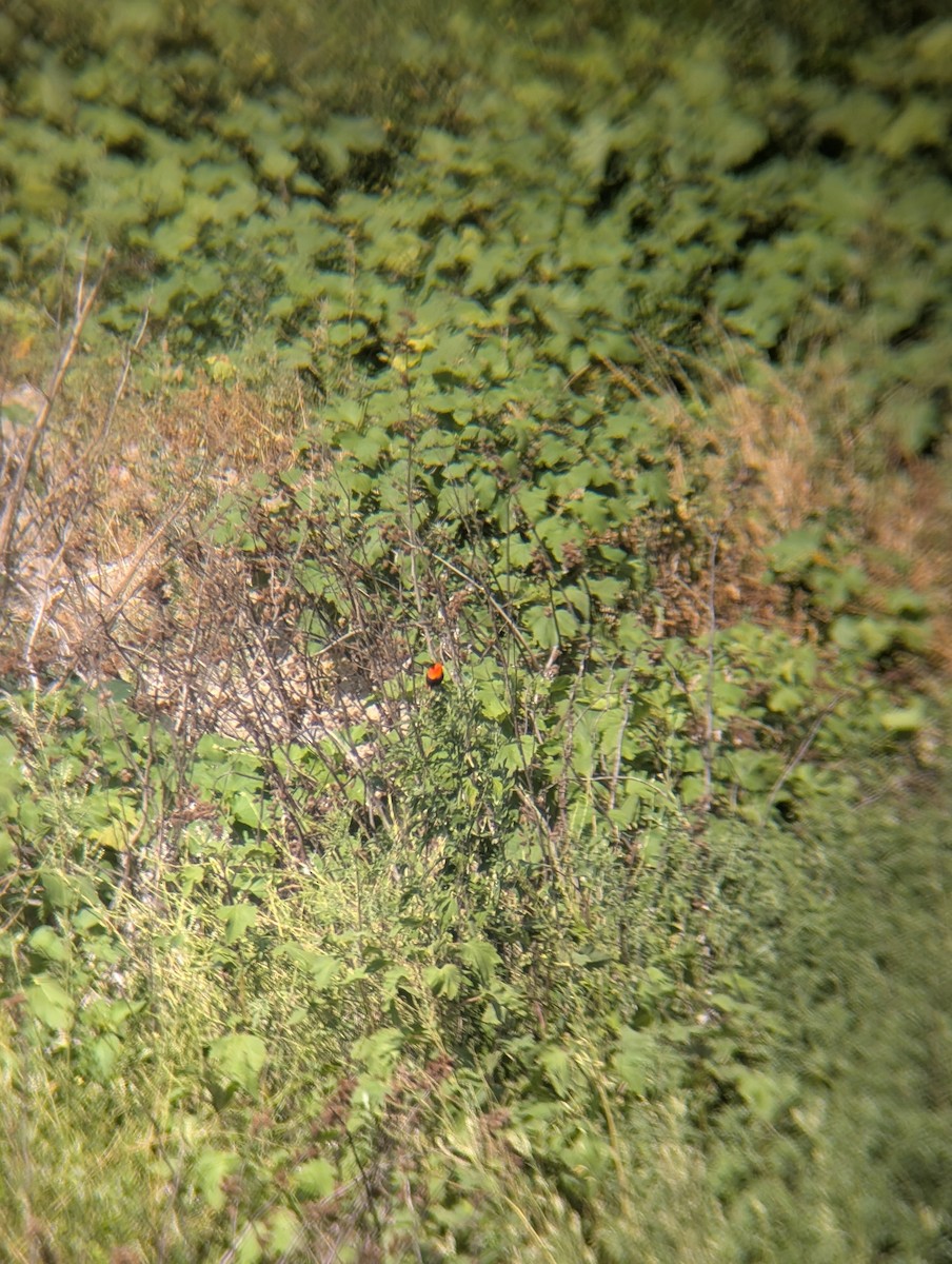 Feuerweber - ML647798438