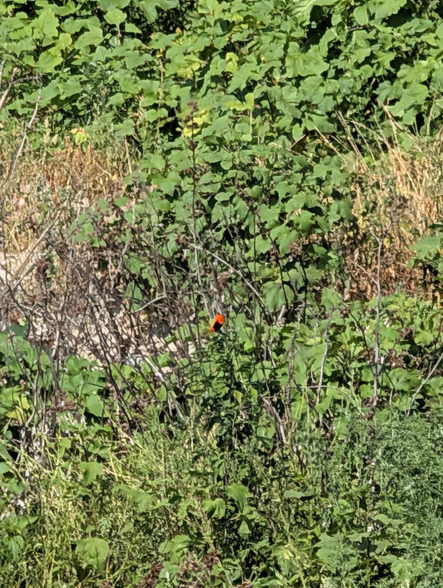 Feuerweber - ML647798439