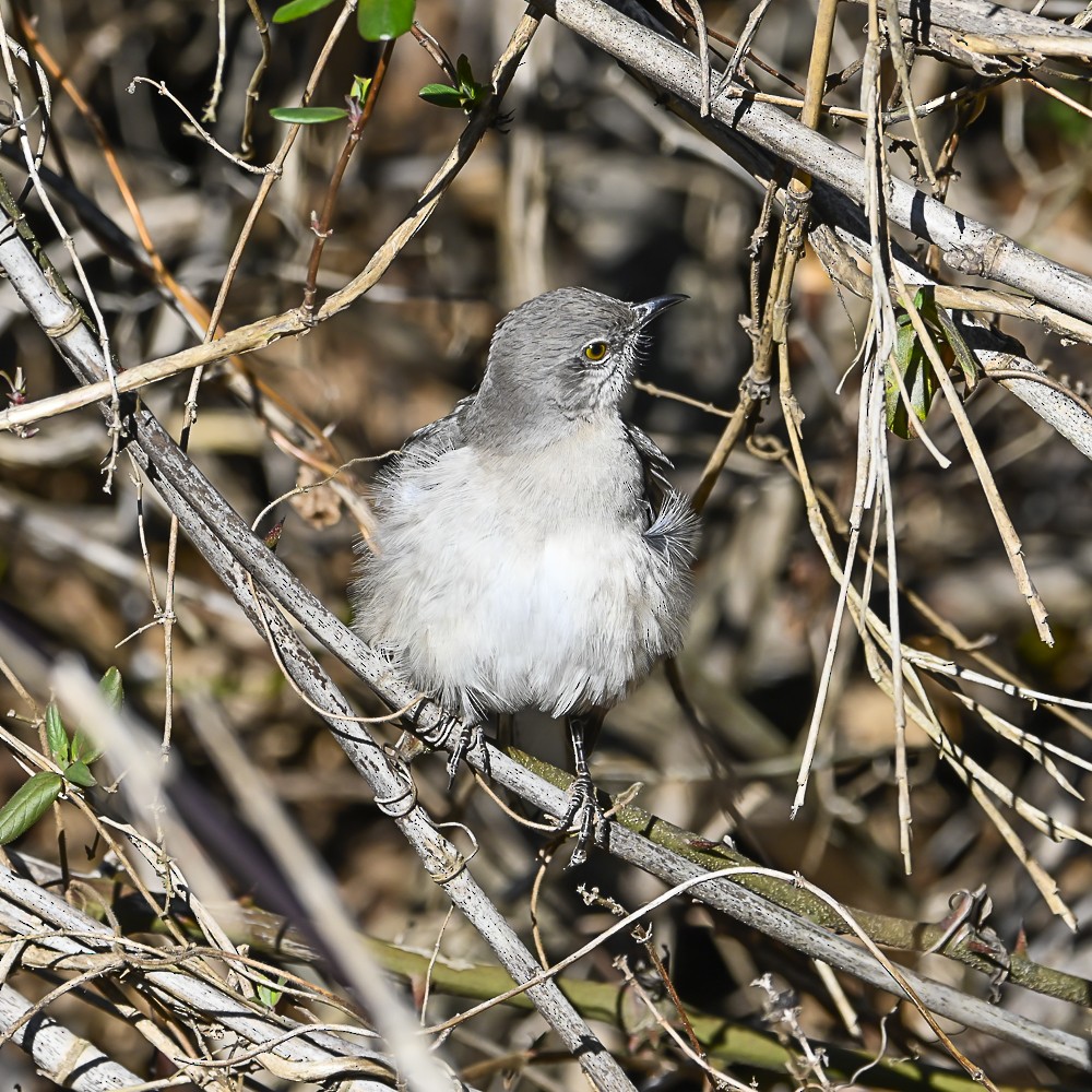 Gartenspottdrossel - ML647798445