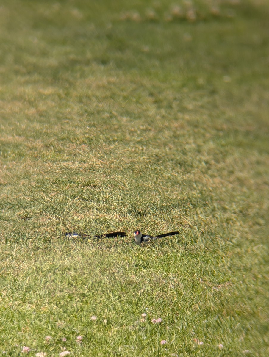 Dominikanerwitwe - ML647798450