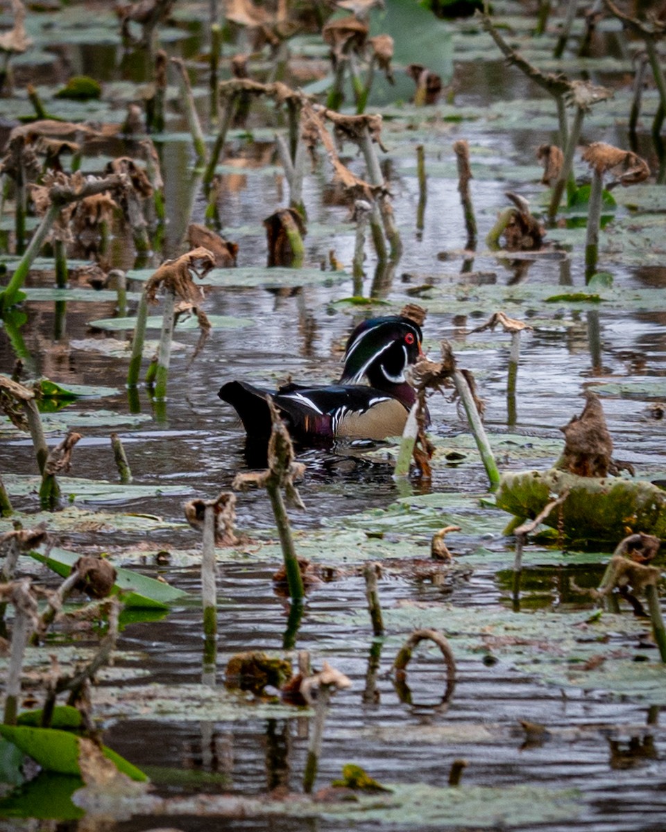 Ahate karolinarra - ML647798471