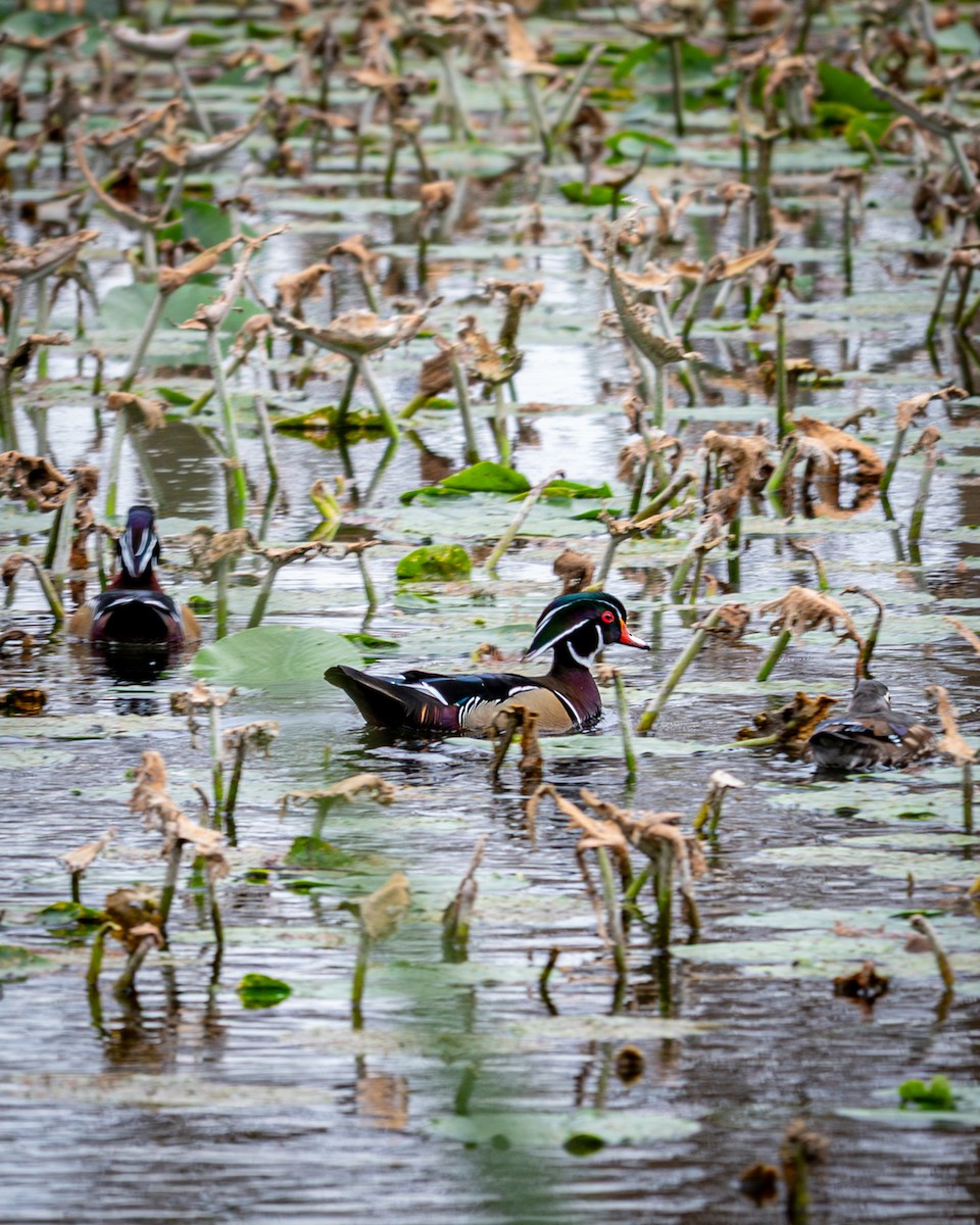 Ahate karolinarra - ML647798472