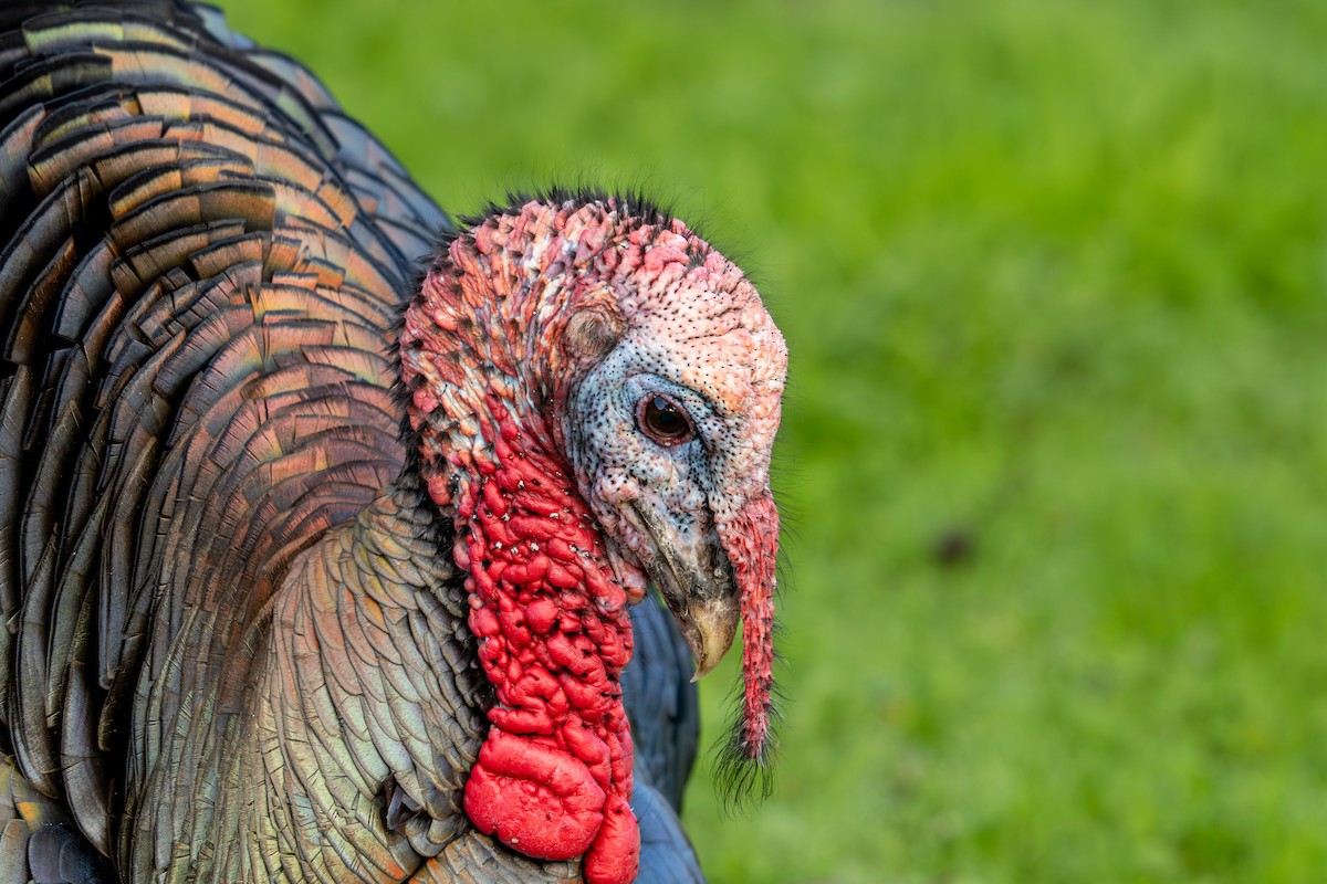 Wild Turkey - ML647798492