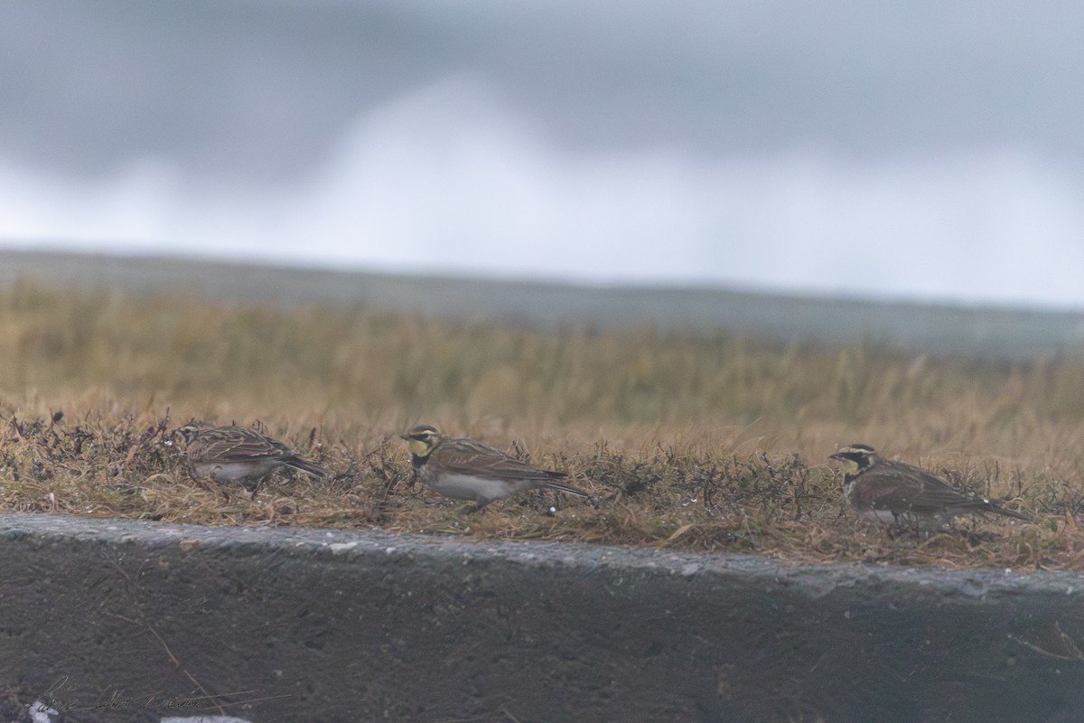 Alondra Cornuda - ML647798542