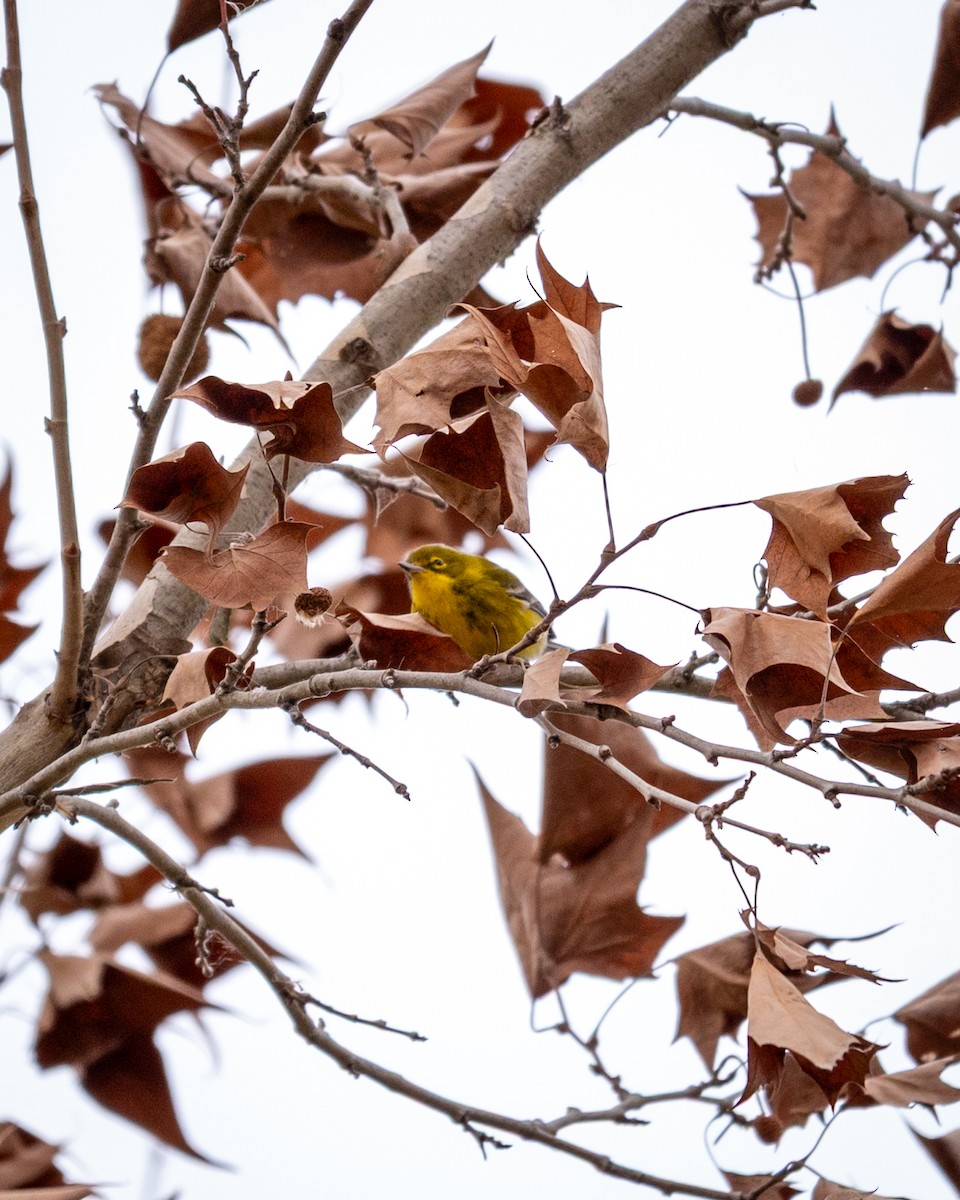 Pine Warbler - ML647798559