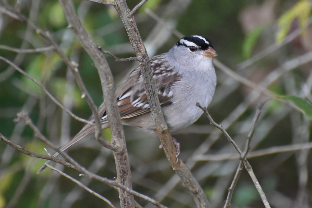 White-crowned Sparrow - ML647798599