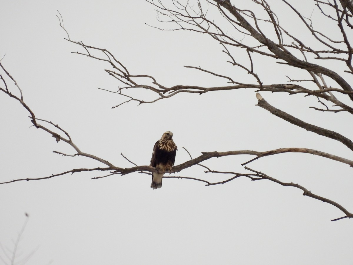 Rough-legged Hawk - ML647798600
