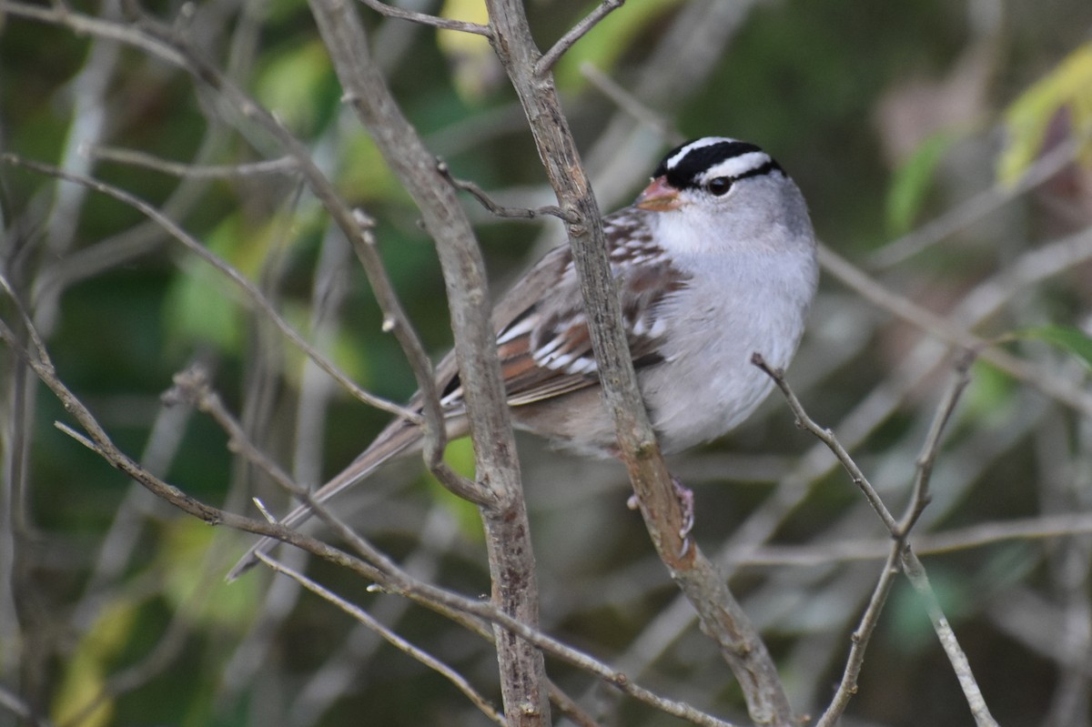 White-crowned Sparrow - ML647798602