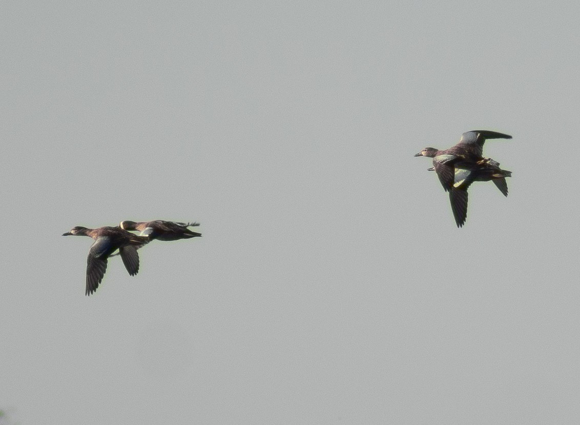 Blue-winged Teal - ML647798609