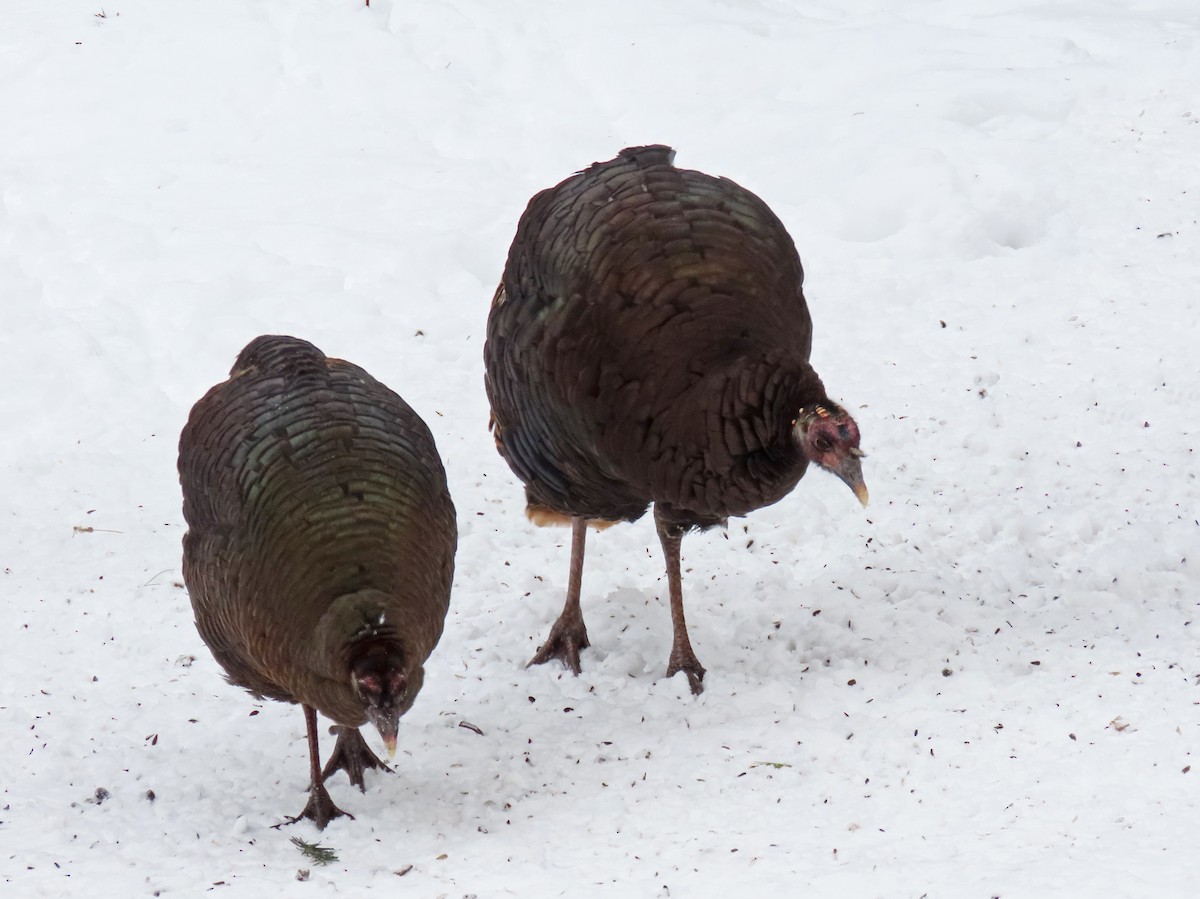 Wild Turkey - ML647798635