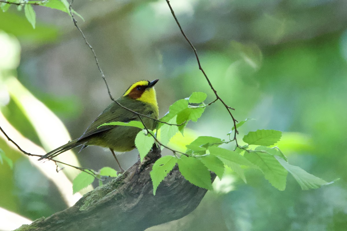 キンマユアメリカムシクイ - ML647798636