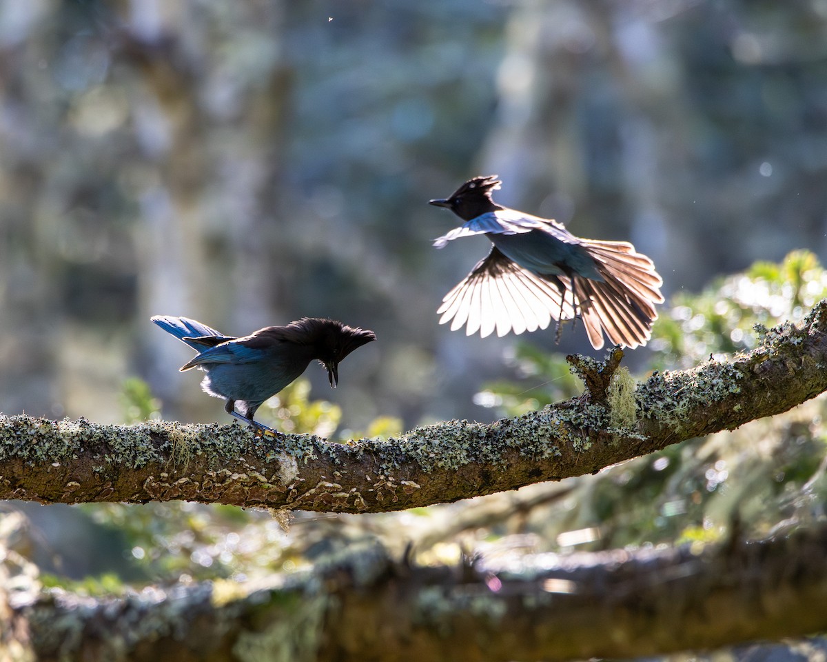 Steller's Jay - ML647798637