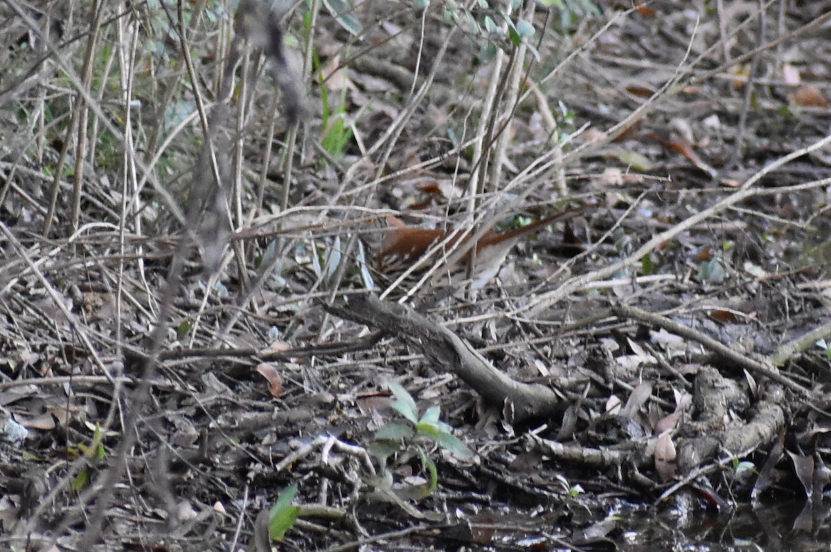 Brown Thrasher - ML647798640