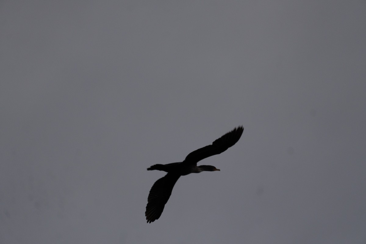 Double-crested Cormorant - ML647798665