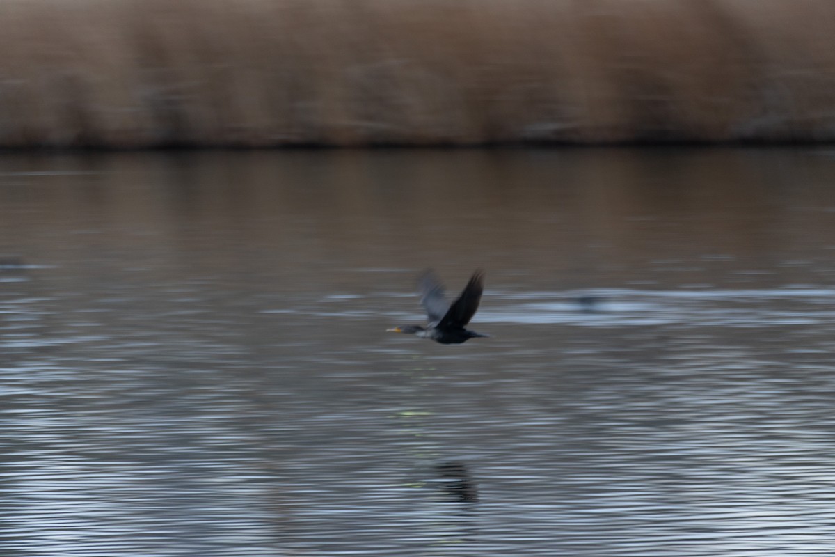 Double-crested Cormorant - ML647798666
