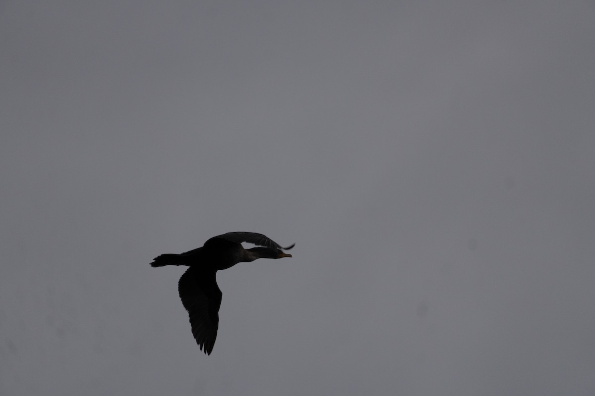 Double-crested Cormorant - ML647798667