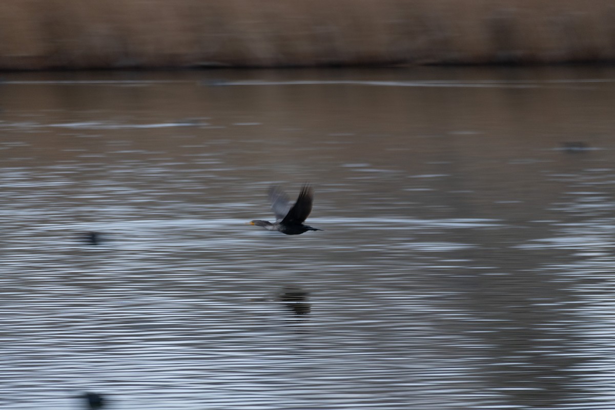 Double-crested Cormorant - ML647798668