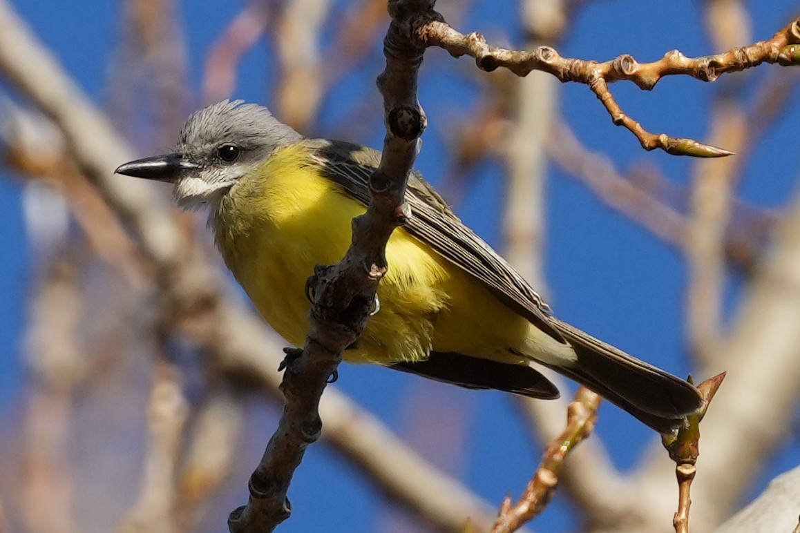 Tropical Kingbird - ML647798675