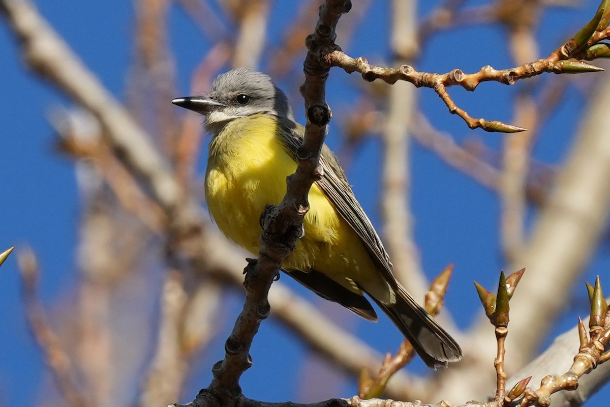Tropical Kingbird - ML647798677