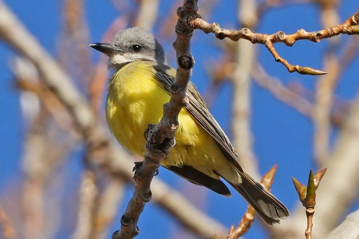 Tropical Kingbird - ML647798678