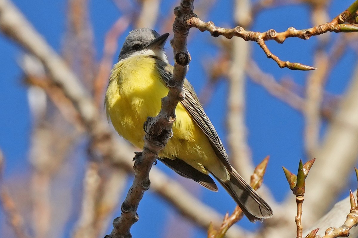 Tropical Kingbird - ML647798679