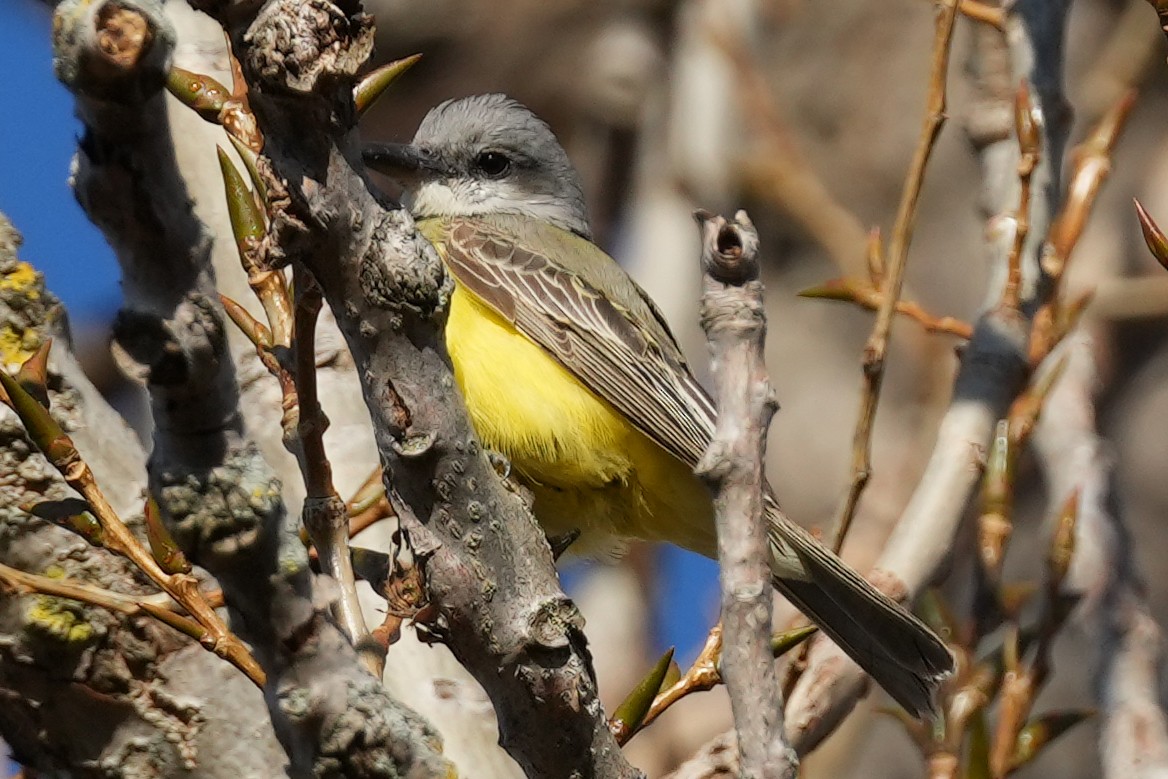 Tropical Kingbird - ML647798680