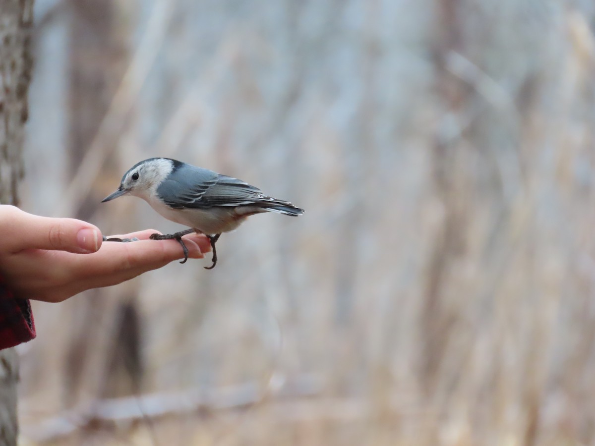 White-breasted Nuthatch - ML647798681