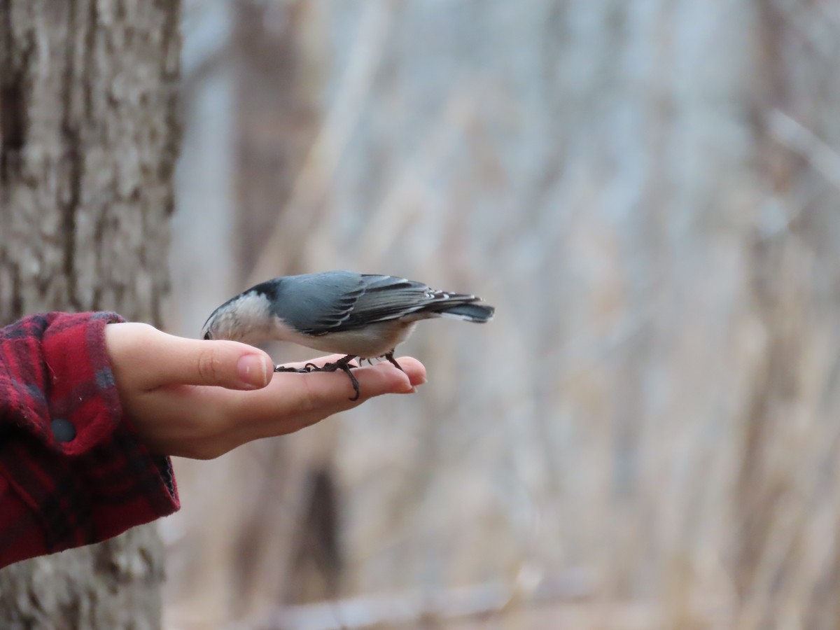 White-breasted Nuthatch - ML647798682