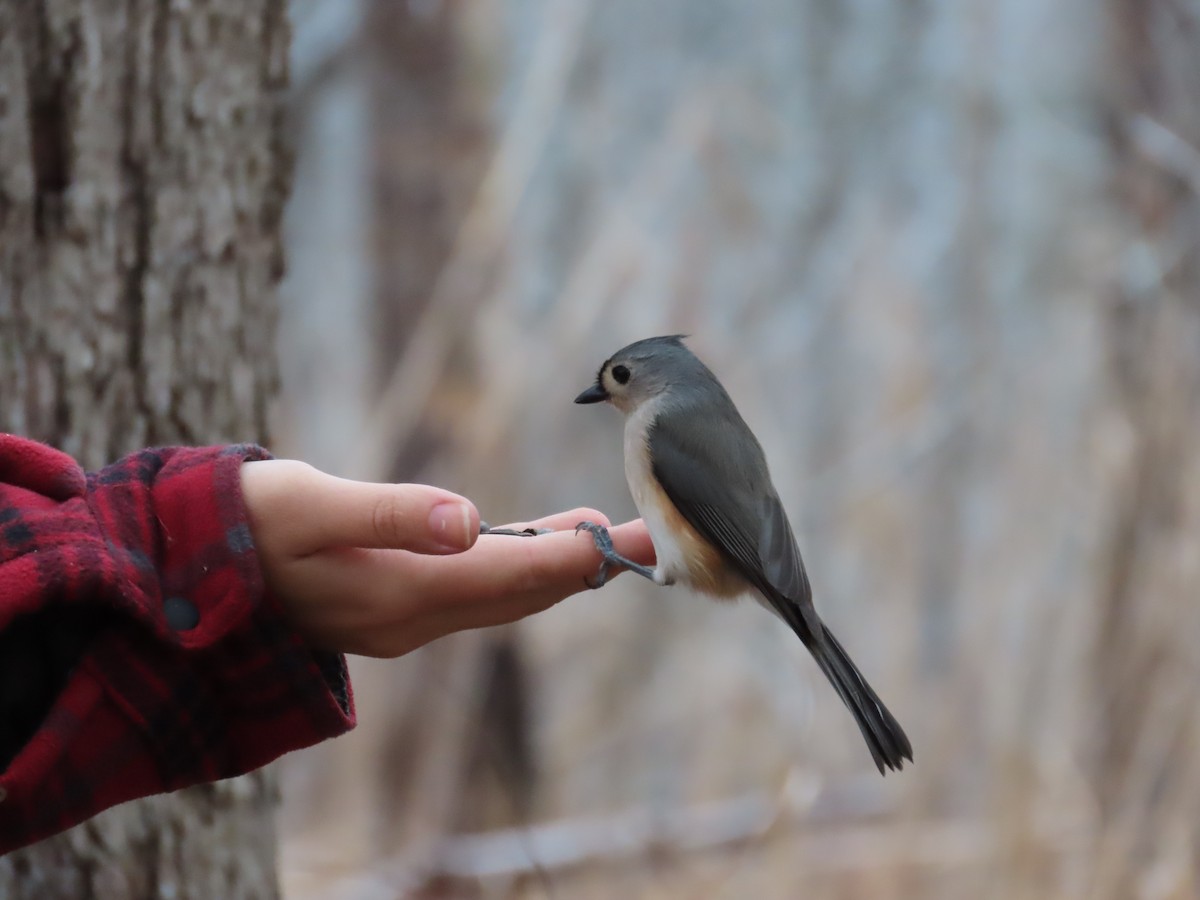 Tufted Titmouse - ML647798683