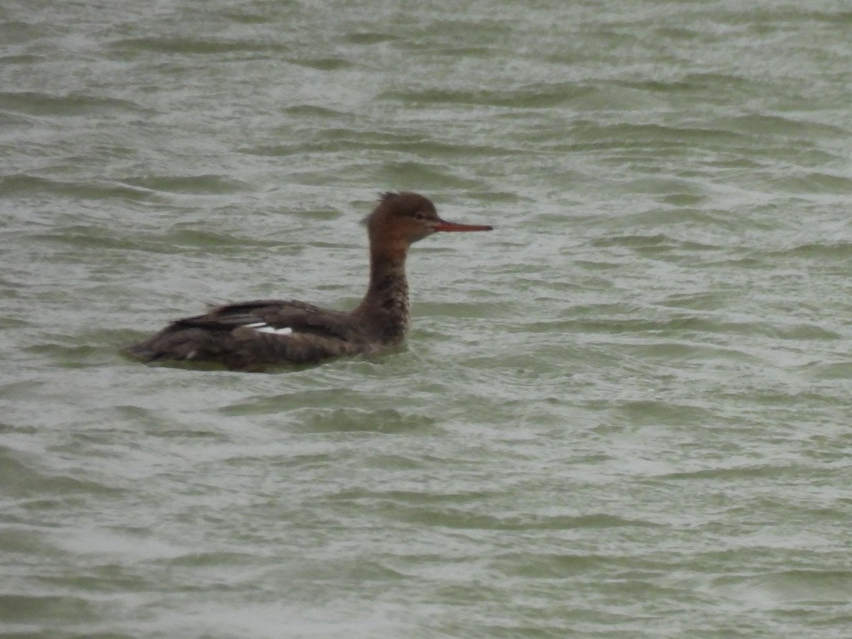 Red-breasted Merganser - ML647798684