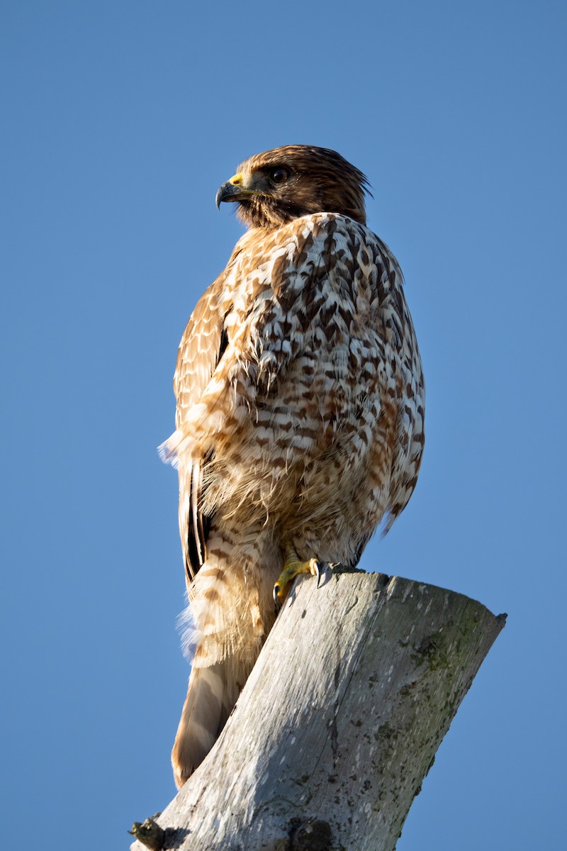 Red-shouldered Hawk - ML647798685