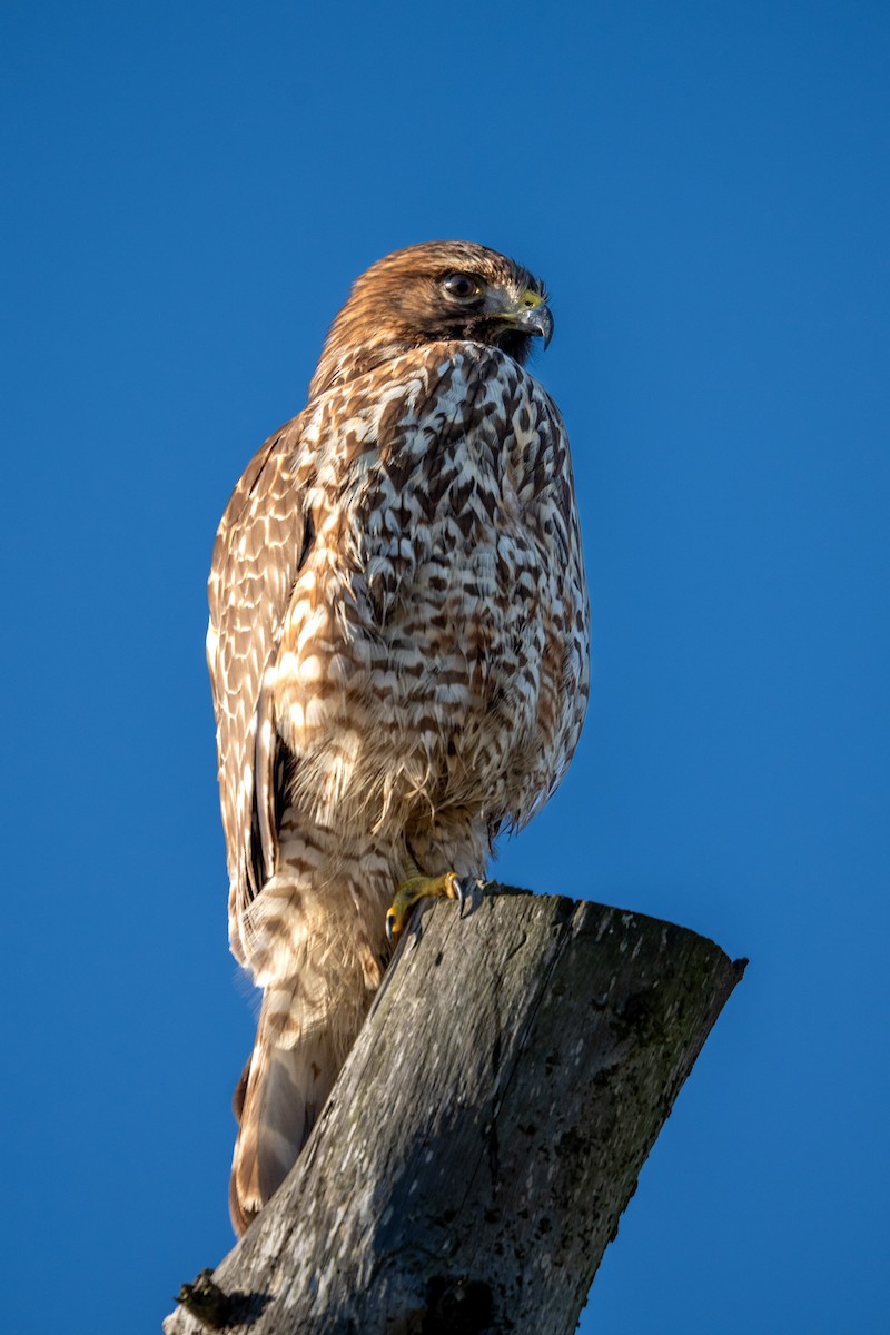 Red-shouldered Hawk - ML647798686