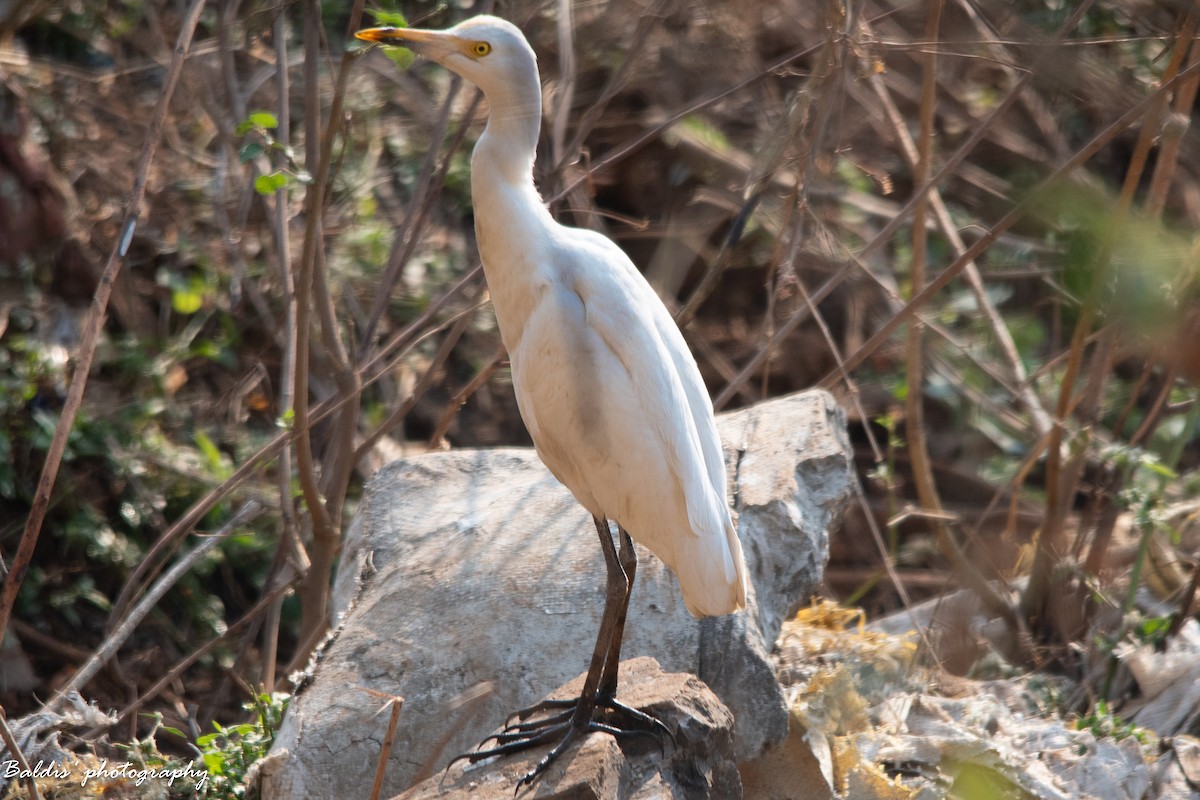Eastern Cattle-Egret - ML647798687