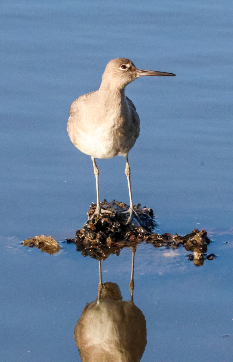 Willet - ML647798688