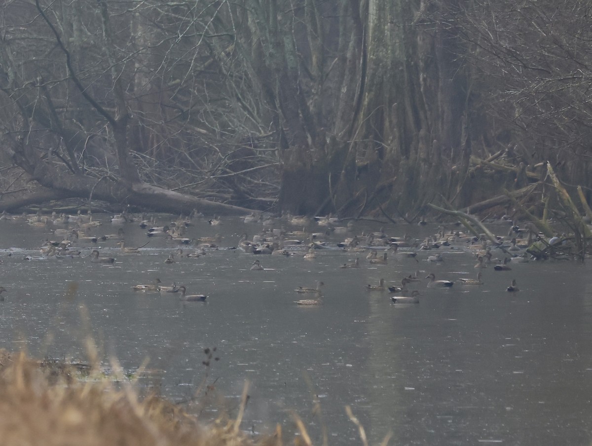 Gadwall - ML647798689