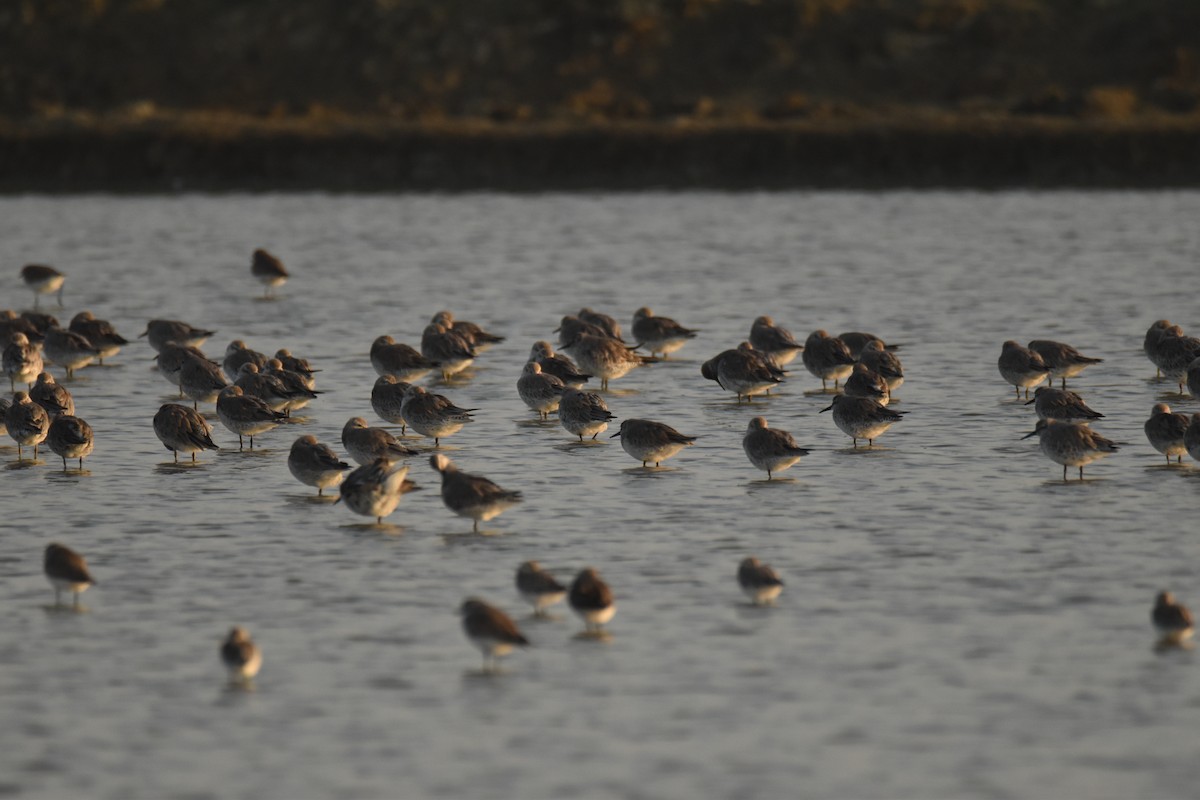 Broad-billed Sandpiper - ML647798693