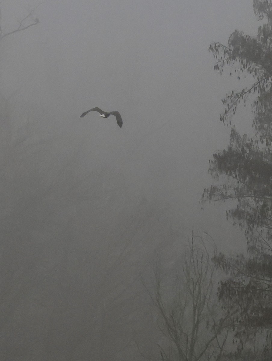 Bald Eagle - ML647798696