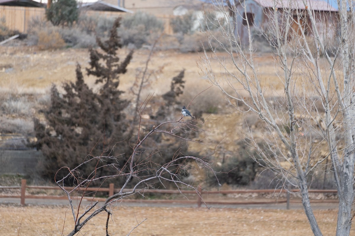 Belted Kingfisher - ML647798700