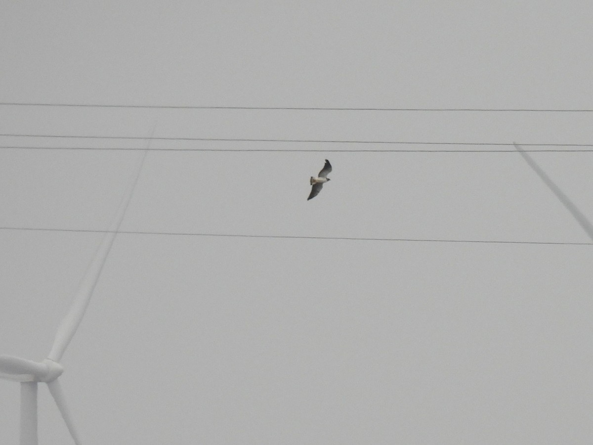 White-tailed Hawk - ML647798701