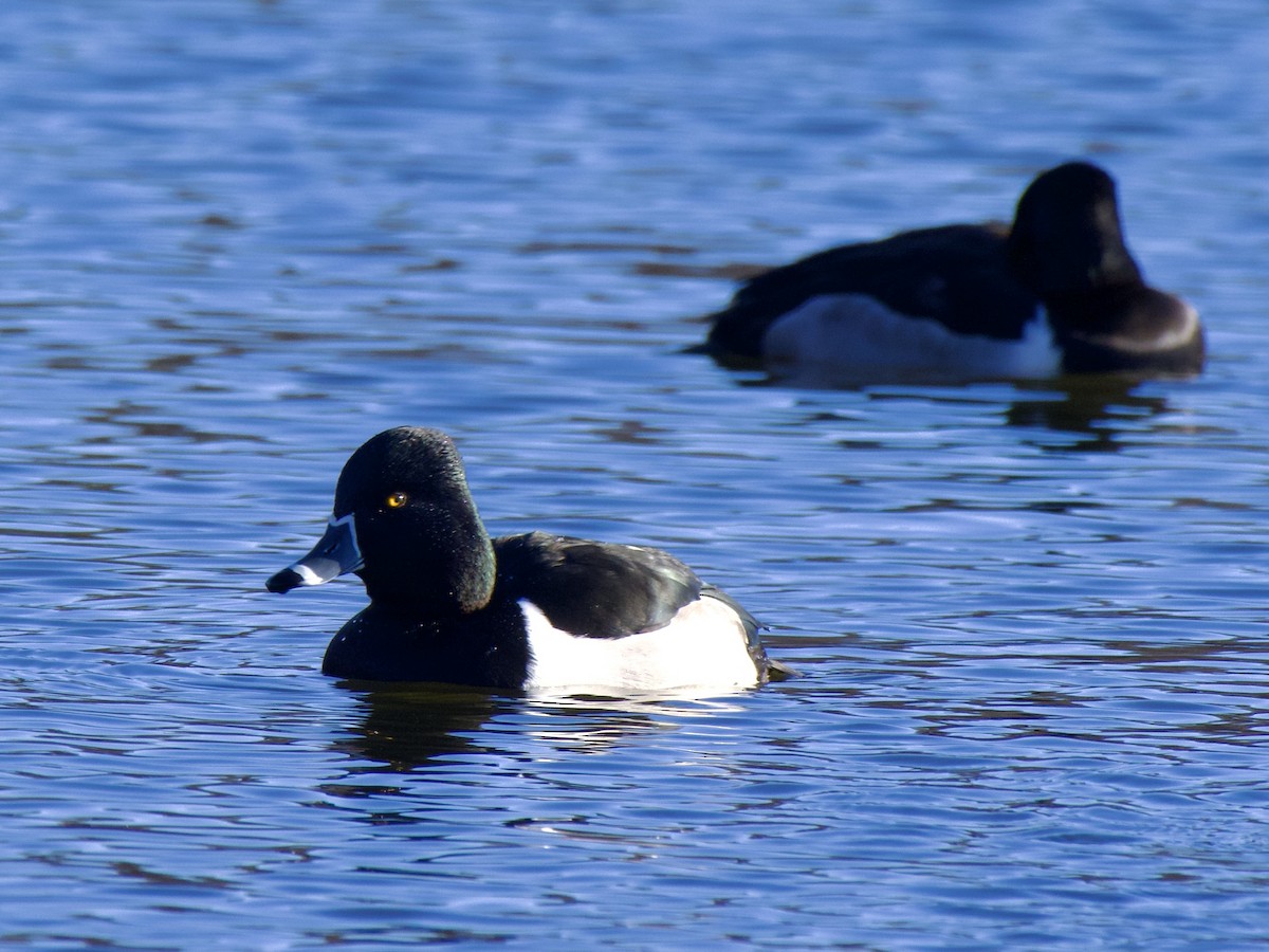 Ring-necked Duck - ML647798702