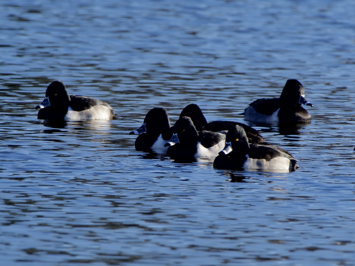 Ring-necked Duck - ML647798703