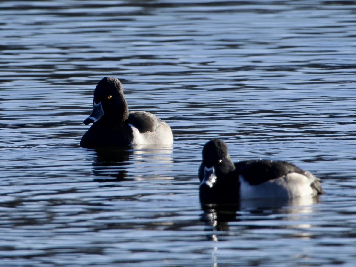 Ring-necked Duck - ML647798704