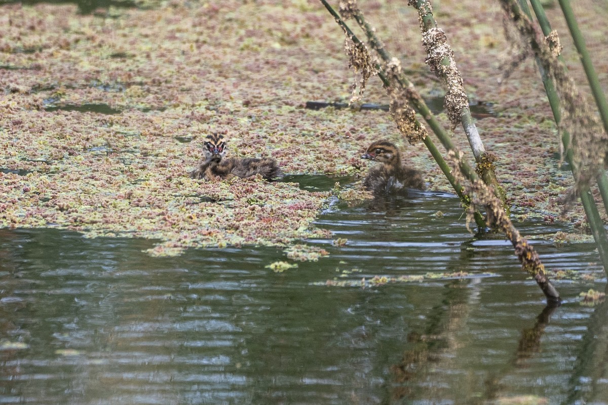 White-tufted Grebe - ML647798705