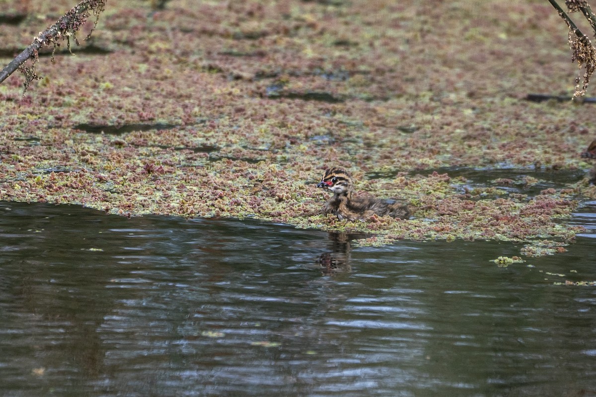 White-tufted Grebe - ML647798706