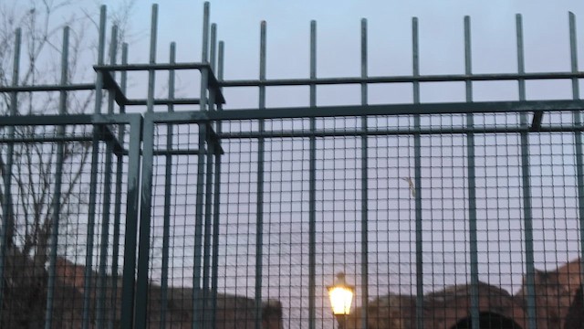 European Starling - ML647798710